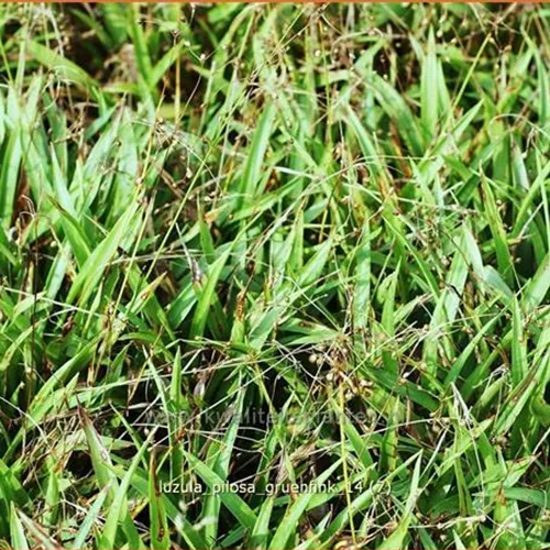 Luzula pilosa 'Grünfink'