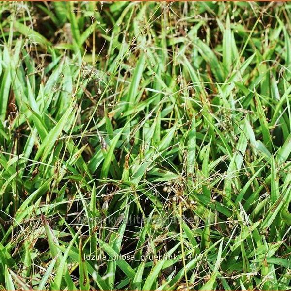 Luzula pilosa 'Grünfink'