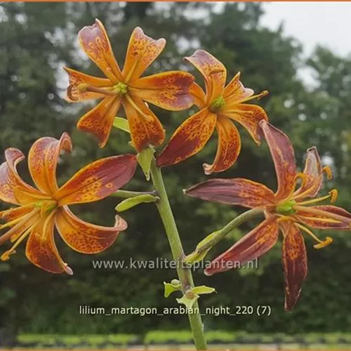 Lilium martagon 'Arabian Night' (pot 11 cm)