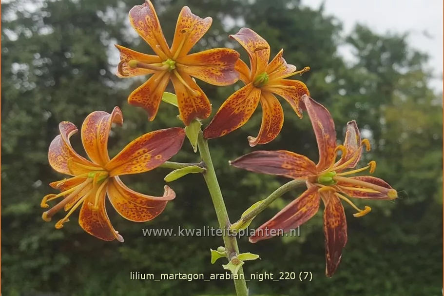 Lilium martagon 'Arabian Night' (pot 11 cm)