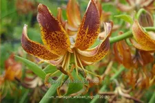 Lilium martagon 'Arabian Night' (pot 11 cm)