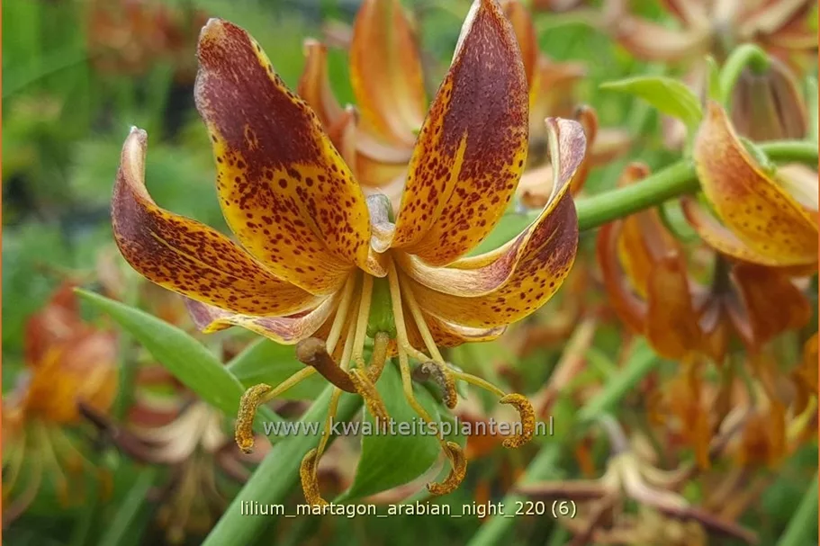 Lilium martagon 'Arabian Night' (pot 11 cm)