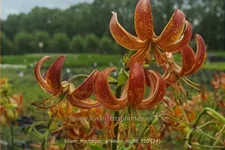 Lilium martagon 'Arabian Night' (pot 11 cm)