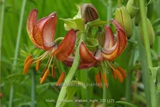 Lilium martagon 'Arabian Night' (pot 11 cm)