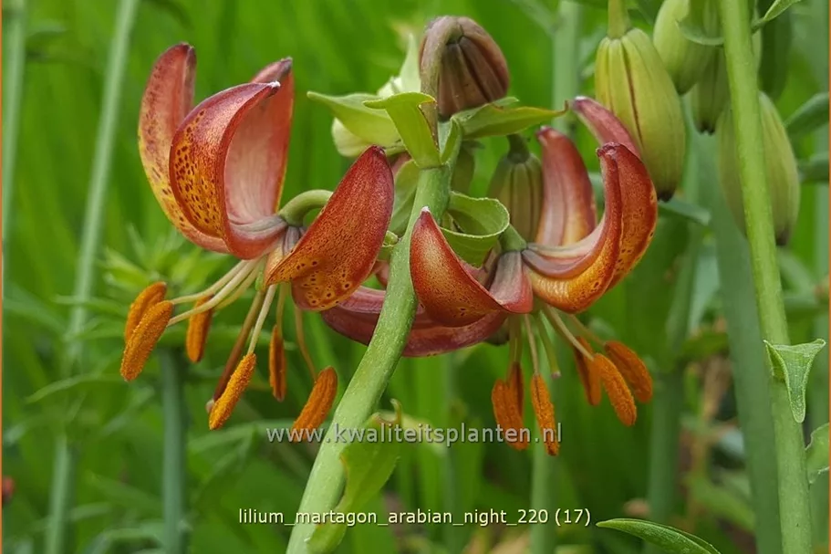Lilium martagon 'Arabian Night' (pot 11 cm)