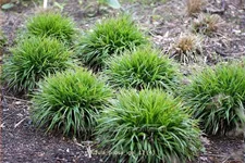 Luzula pilosa 'Igel'