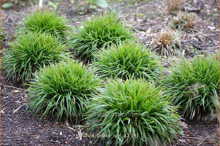 Luzula pilosa 'Igel'