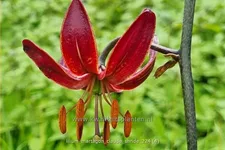 Lilium martagon 'Claude Shride' (pot 11 cm)