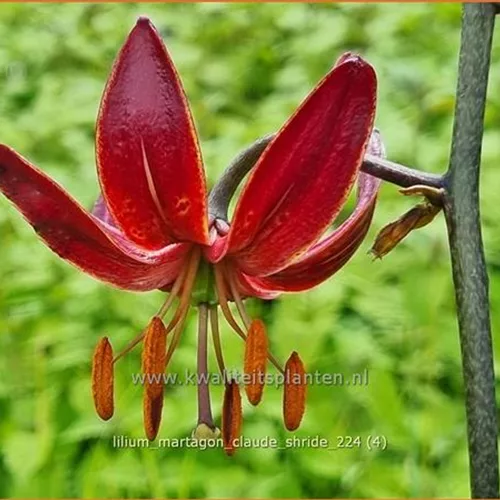 Lilium martagon 'Claude Shride' (pot 11 cm)