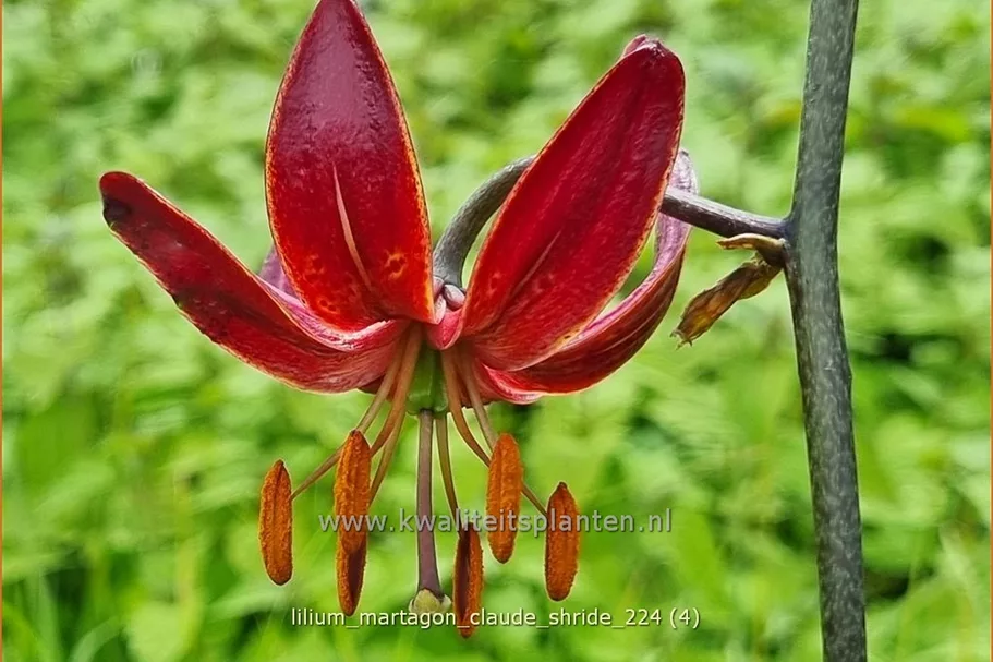 Lilium martagon 'Claude Shride' (pot 11 cm)