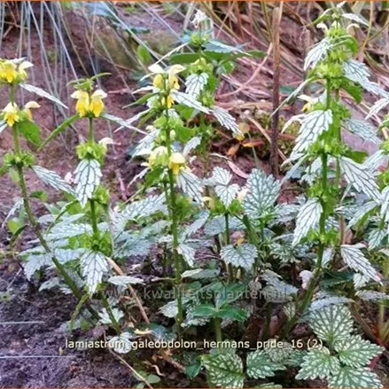 Lamiastrum galeobdolon 'Herman's Pride'
