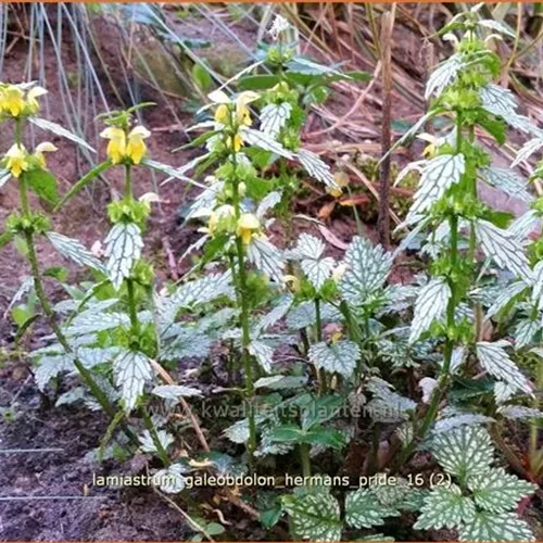 Lamiastrum galeobdolon 'Herman's Pride'
