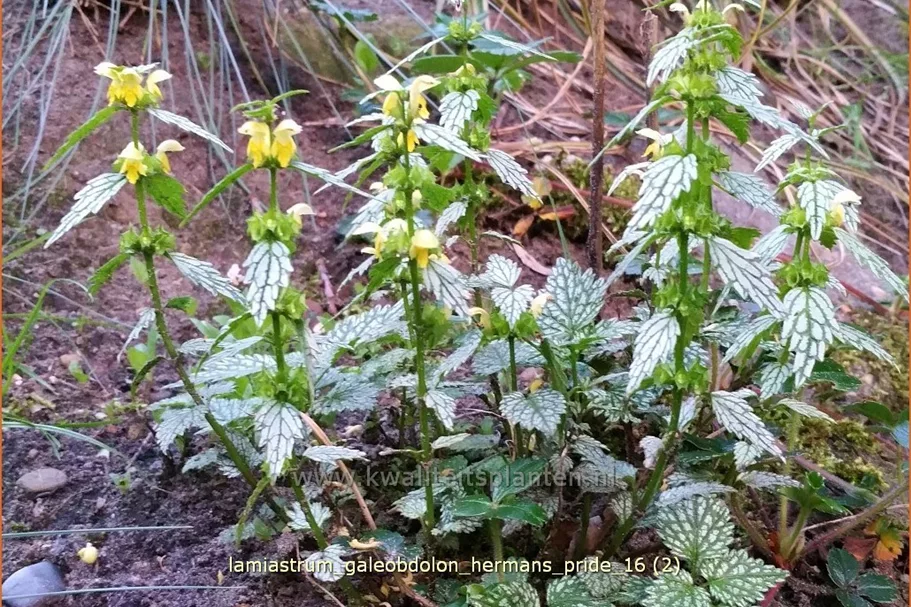 Lamiastrum galeobdolon 'Herman's Pride'