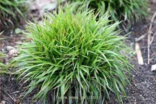 Luzula pilosa 'Igel'