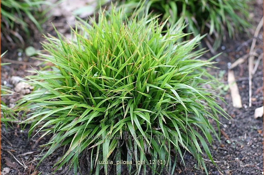 Luzula pilosa 'Igel'