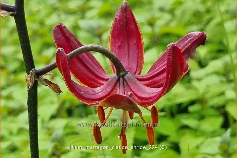 Lilium martagon 'Claude Shride' (pot 11 cm)