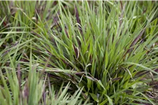 Luzula pilosa 'Igel'