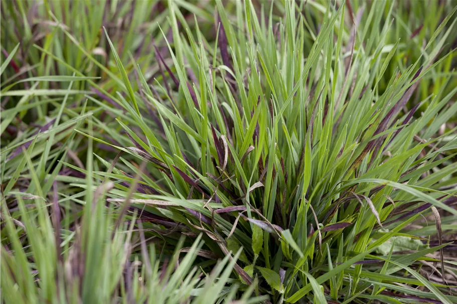 Luzula pilosa 'Igel'
