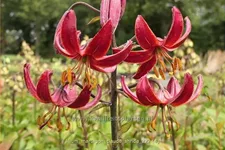 Lilium martagon 'Claude Shride' (pot 11 cm)