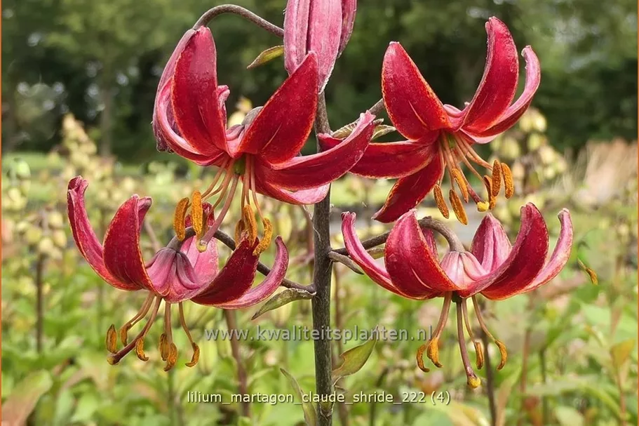 Lilium martagon 'Claude Shride' (pot 11 cm)