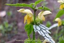 Lamiastrum galeobdolon 'Herman's Pride'