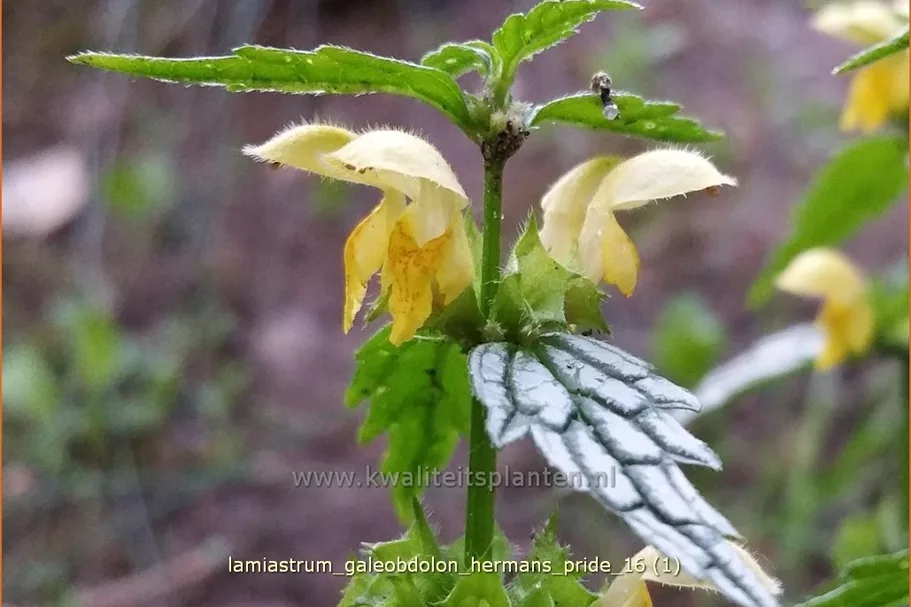 Lamiastrum galeobdolon 'Herman's Pride'