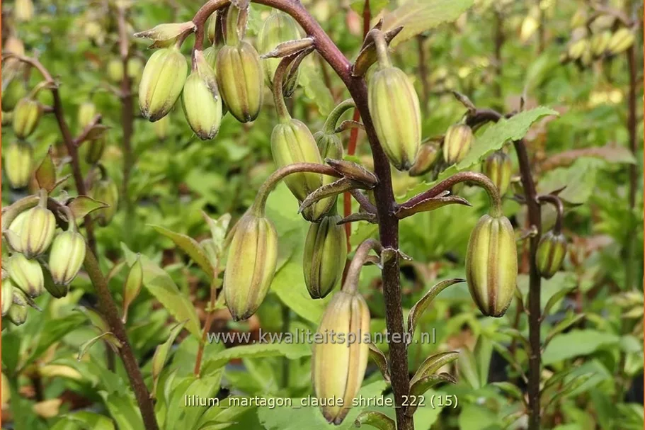 Lilium martagon 'Claude Shride' (pot 11 cm)