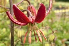 Lilium martagon 'Claude Shride' (pot 11 cm)