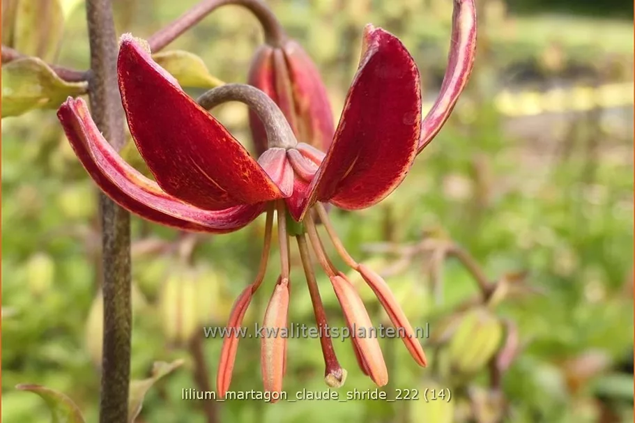 Lilium martagon 'Claude Shride' (pot 11 cm)