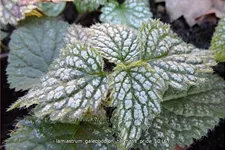 Lamiastrum galeobdolon 'Herman's Pride'