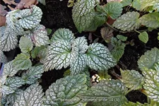 Lamiastrum galeobdolon 'Herman's Pride'