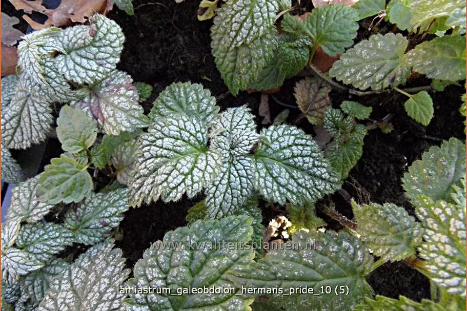 Lamiastrum galeobdolon 'Herman's Pride'