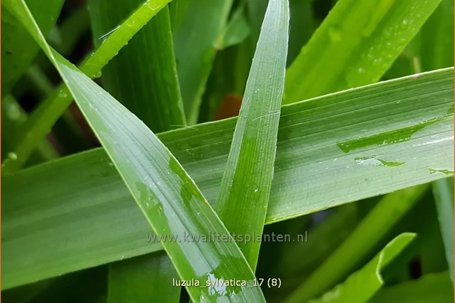 Luzula sylvatica