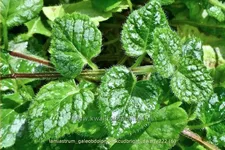 Lamiastrum galeobdolon 'Kirkcudbright Dwarf'