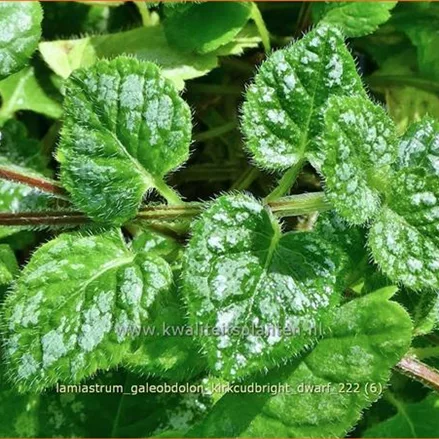 Lamiastrum galeobdolon 'Kirkcudbright Dwarf'