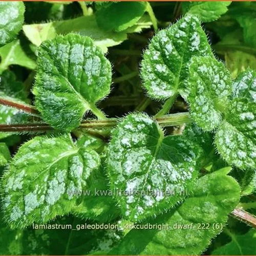 Lamiastrum galeobdolon 'Kirkcudbright Dwarf'