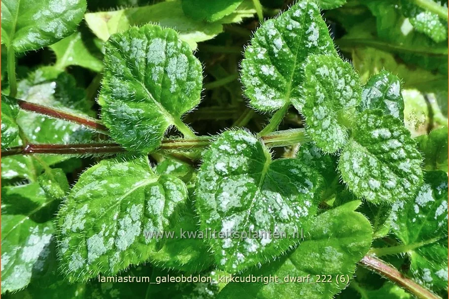 Lamiastrum galeobdolon 'Kirkcudbright Dwarf'