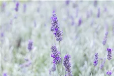 Lavandula angustifolia 'Richard Gray'