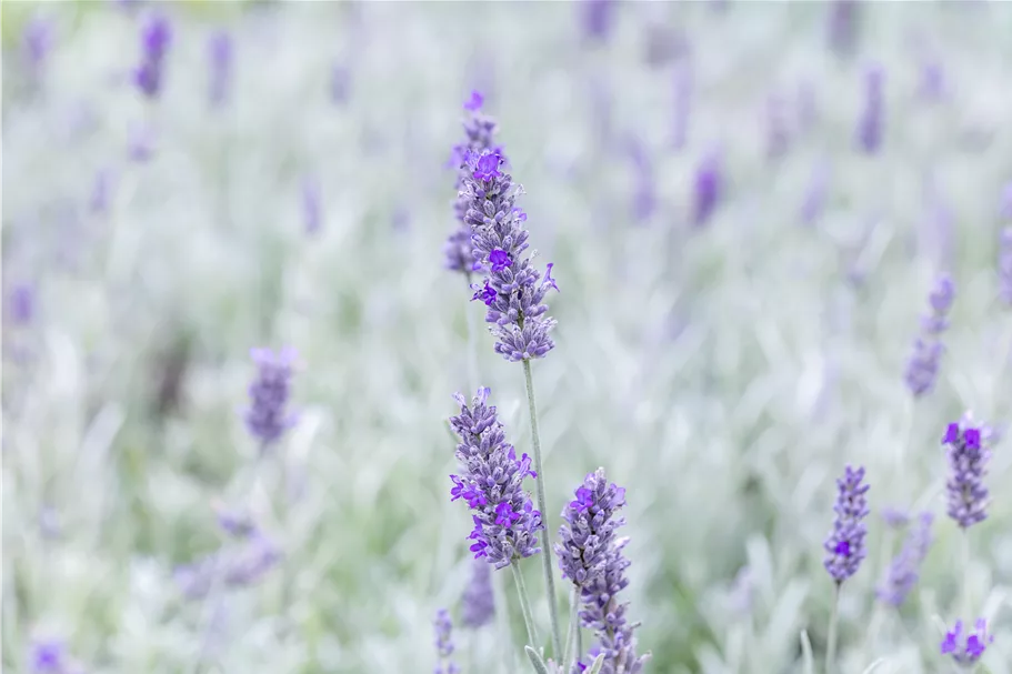Lavandula angustifolia 'Richard Gray'