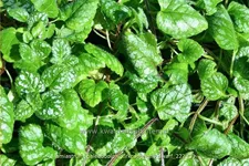 Lamiastrum galeobdolon 'Kirkcudbright Dwarf'