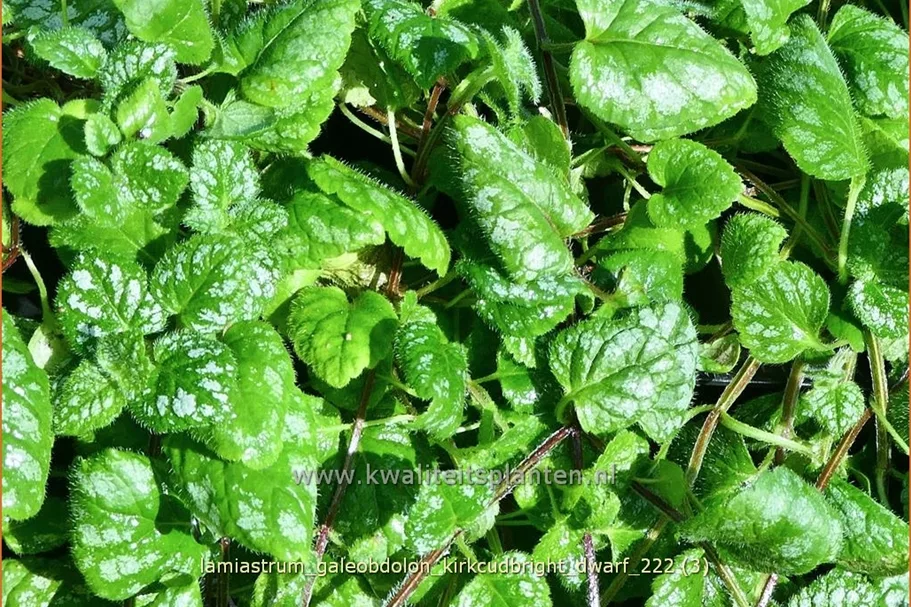 Lamiastrum galeobdolon 'Kirkcudbright Dwarf'