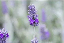 Lavandula angustifolia 'Richard Gray'