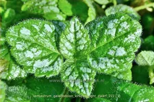 Lamiastrum galeobdolon 'Kirkcudbright Dwarf'