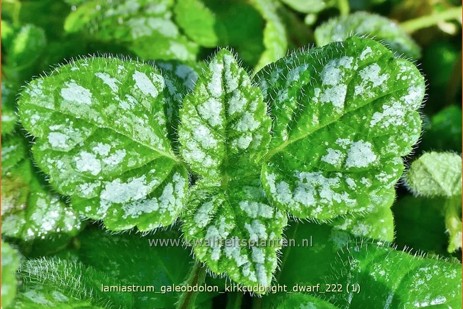 Lamiastrum galeobdolon 'Kirkcudbright Dwarf'