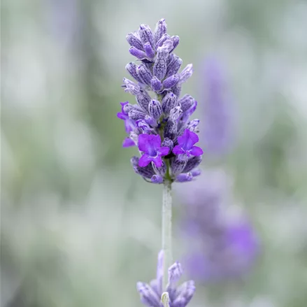 Lavandula angustifolia 'Richard Gray'