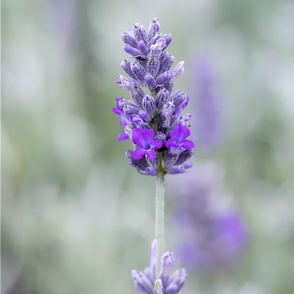 Lavandula angustifolia 'Richard Gray'