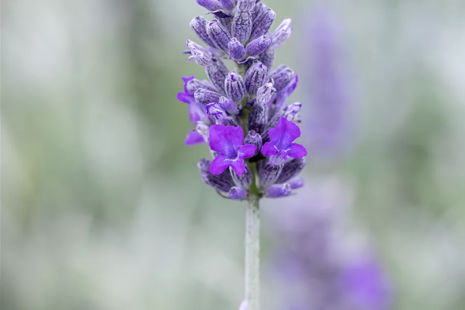 Lavandula angustifolia 'Richard Gray'