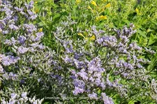 Limonium latifolium 'Robert Butler'