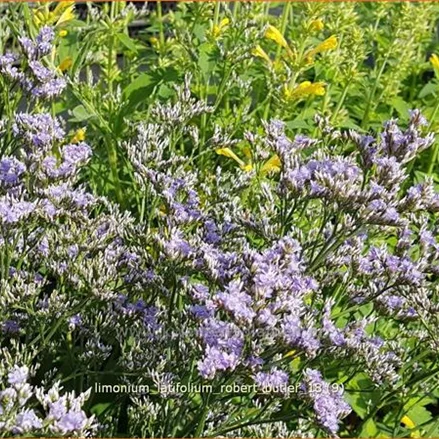 Limonium latifolium 'Robert Butler'