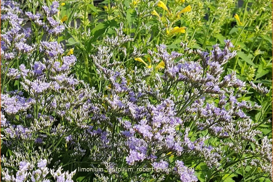 Limonium latifolium 'Robert Butler'